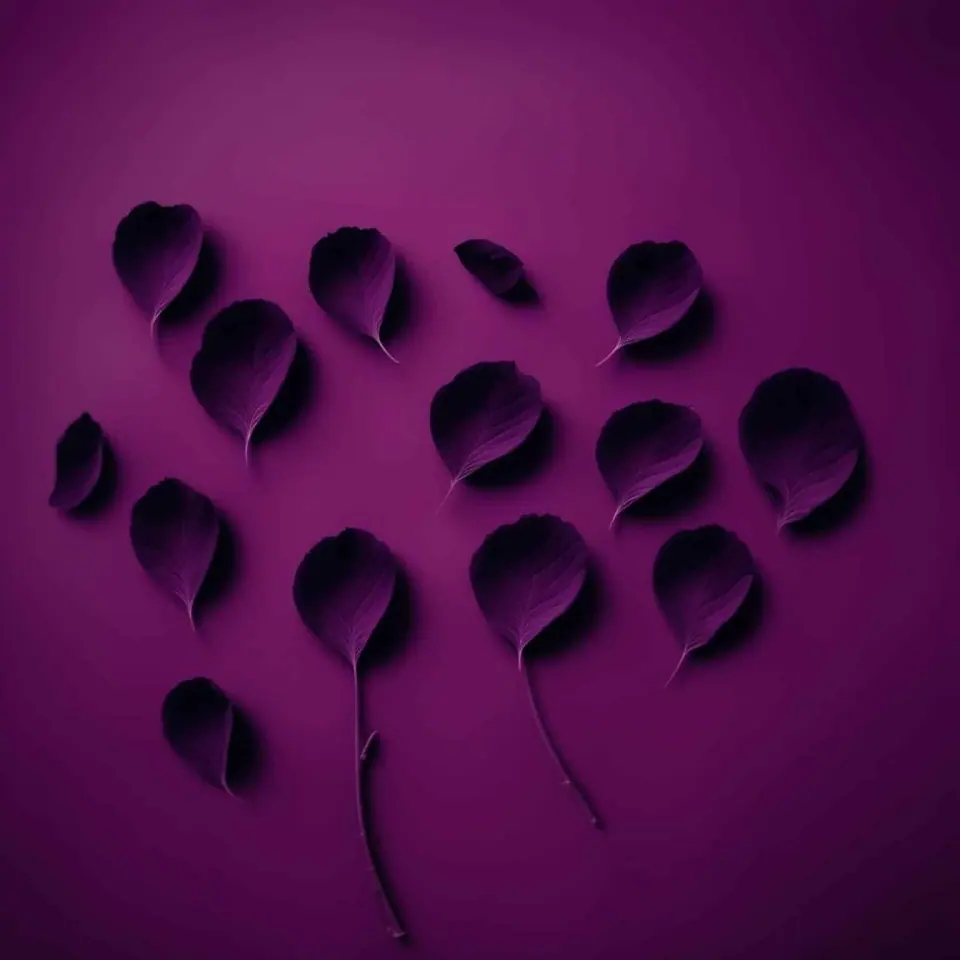 Midnight Purple – 1