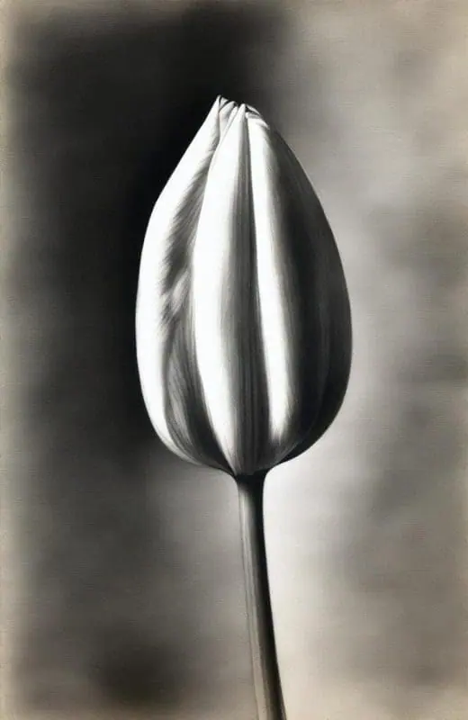 Tulip Drawings – 1