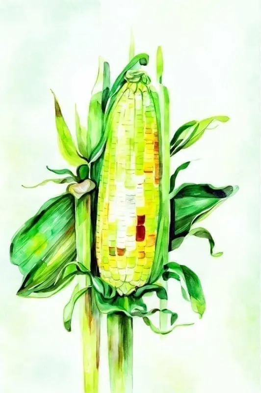 Corn Drawing Collection – 7