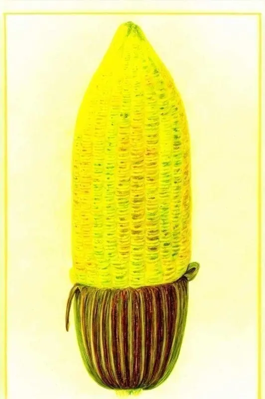 Corn Drawing Collection – 6