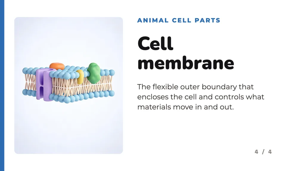 Flashcards made with Idyllic: Outer Cell Barrier